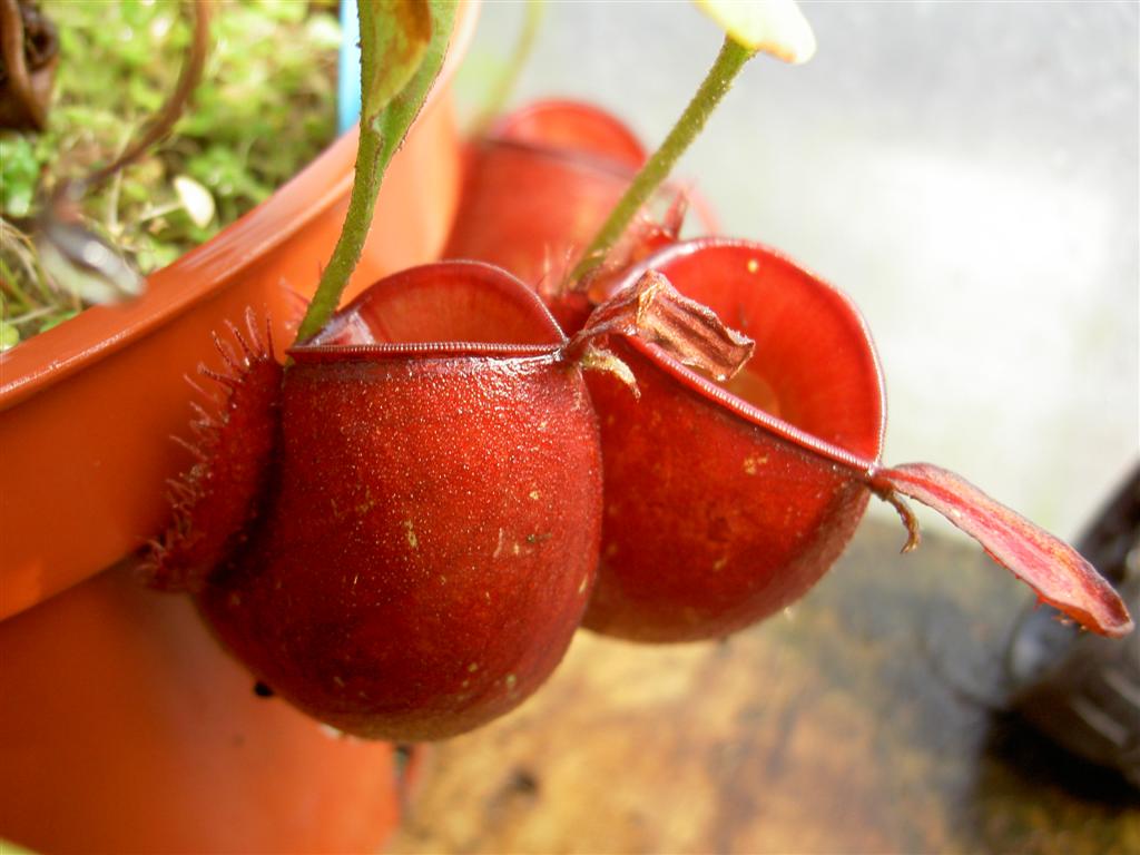 Nepenthes ampullaria 'Cantleys Red'  4